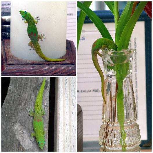 part 1 - geckos