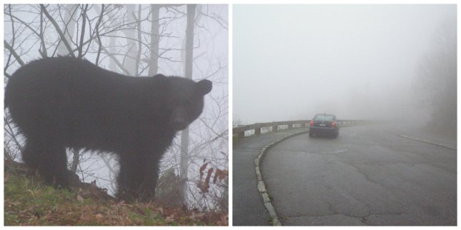 Bear on the left, treacherously foggy road on the right