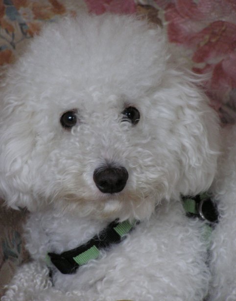 Goliath - cuteness wrapped up in fur