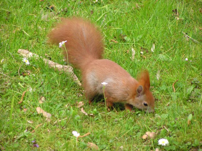 German squirrel