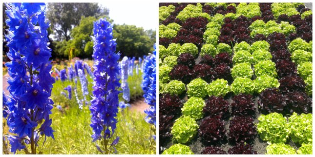 Beautiful lettuce on the right