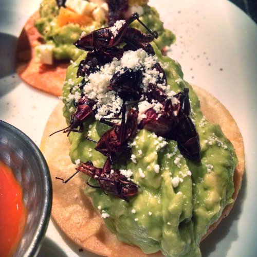 grasshopper guacamole